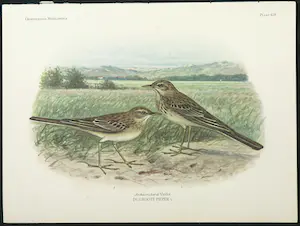 Eduard Daniël van Oort - Chromolitho, Lot van vier voorstellingen uit 'De Vogels van Nederland' kopen? Bied vanaf 1!