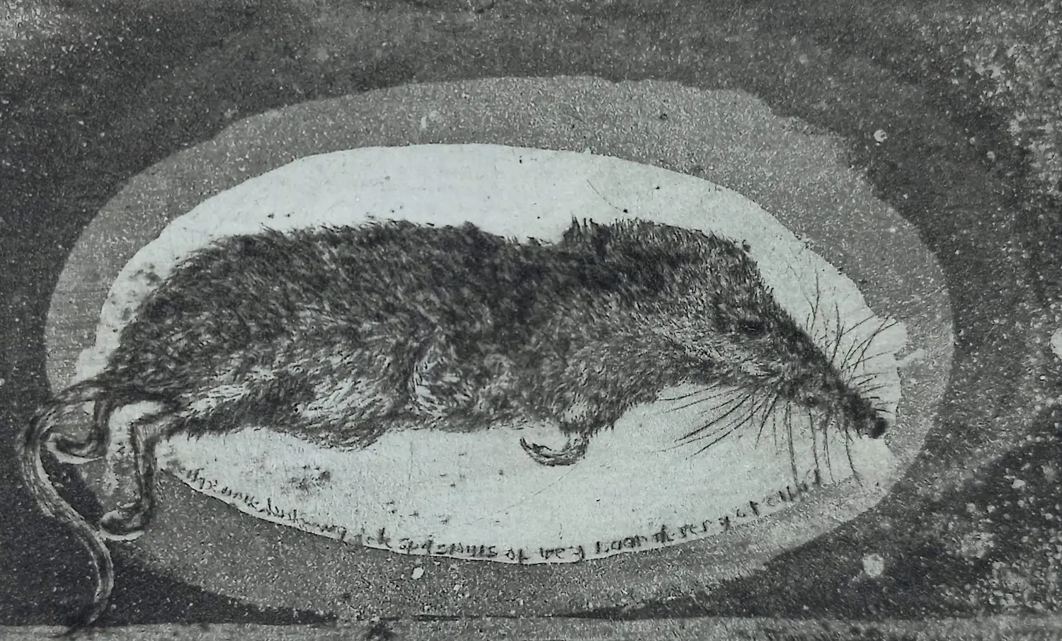 Frans Pannekoek (1937)