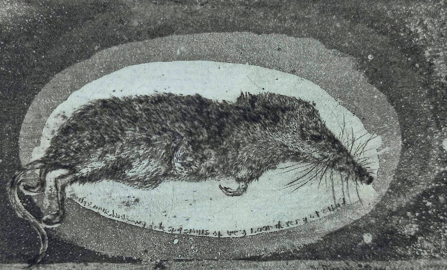 Frans Pannekoek - Dode spitsmuis, aquatint ets kopen? Bied vanaf 175!