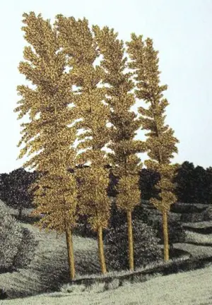 Sees Vlag - Geuldal kopen? Bied vanaf 75!