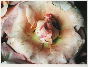 Bert Houweling - Fotoprint, Roos 30 - Ingelijst kopen? Bied vanaf 20!