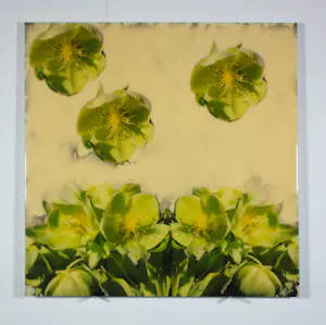Sylvia Keppel - Fotografie, Helleborus kopen? Bied vanaf 10!