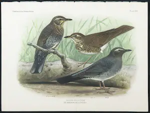 Eduard Daniël van Oort - Chromolitho, Lot van vier voorstellingen uit 'De Vogels van Nederland' kopen? Bied vanaf 1!