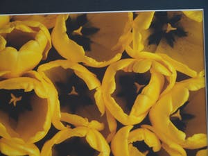 Paul Huf - Foto , Flowers : Gele Tulpen – gesigneerd & ingelijst - 1984 kopen? Bied vanaf 1!