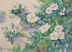 Ad Blok van der Velden - Aquarel, Duinroosjes - Ingelijst kopen? Bied vanaf 300!