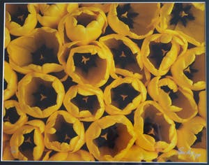 Paul Huf - Foto , Flowers : Gele Tulpen – gesigneerd & ingelijst - 1984 kopen? Bied vanaf 1!