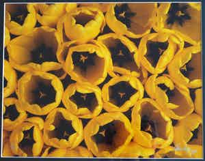 Paul Huf - Foto , Flowers : Gele Tulpen – gesigneerd & ingelijst - 1984 verkocht voor € 1!