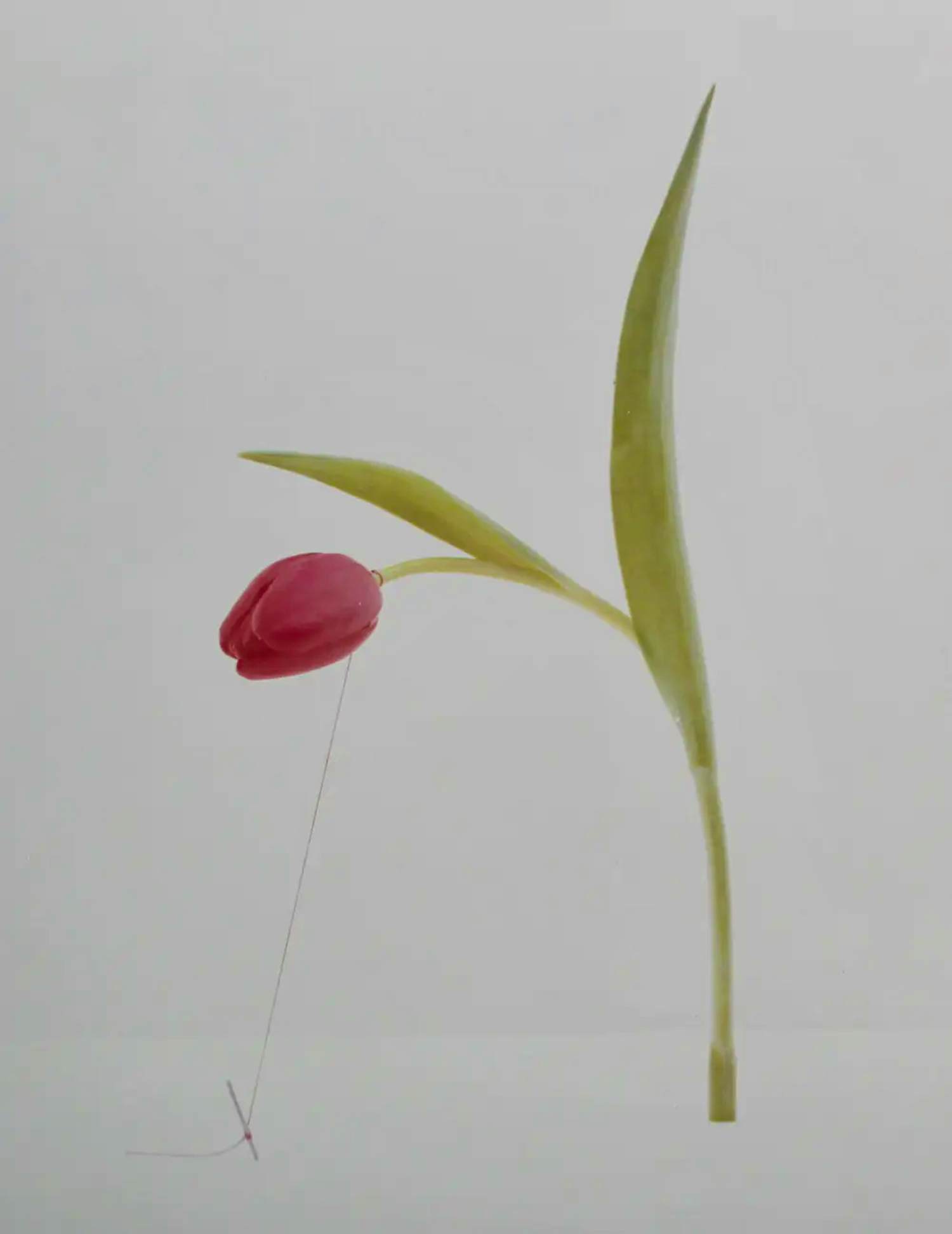 Jean Ruiter - Foto: tulp kopen? Bied vanaf 75!