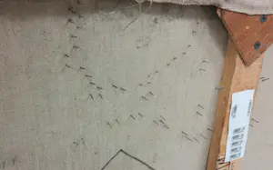 Loren Munk - Gemengde techniek op doek, Ab-ex power (Zeer groot) kopen? Bied vanaf 1!