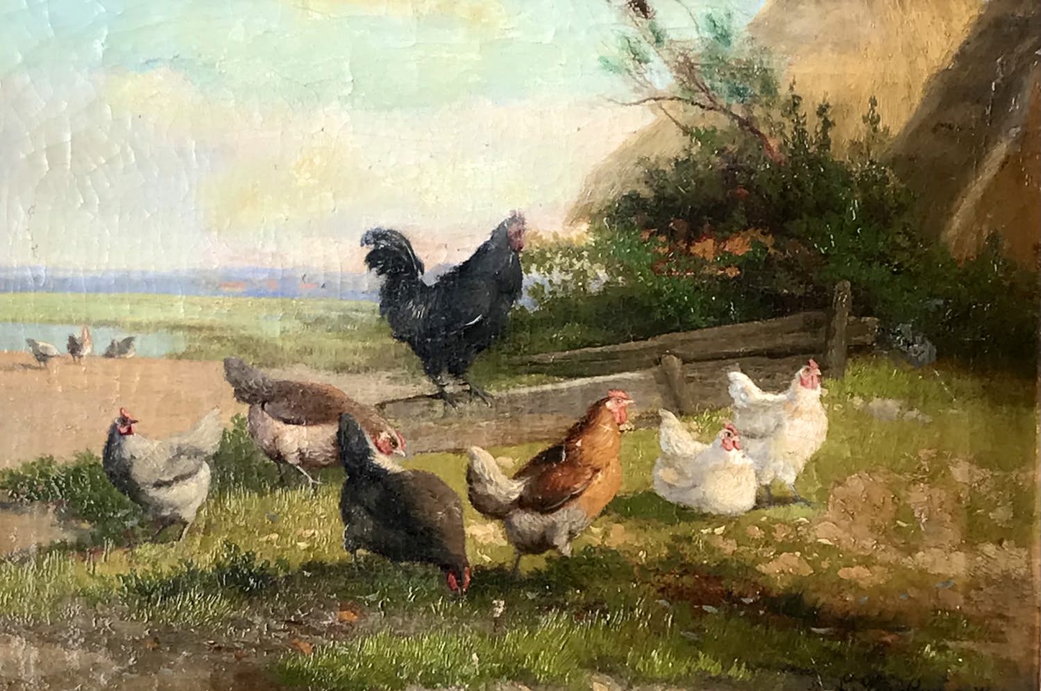 Jef Van Leemputten - Kippen verkocht voor € 155!