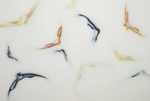 Mark Verdoes - Giclee, Natura - Schelpen in Melk kopen? Bied vanaf 1!