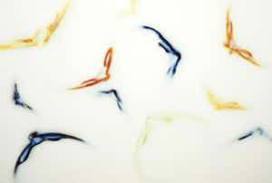 Mark Verdoes - Giclee, Natura - Schelpen in Melk verkocht voor € 1!