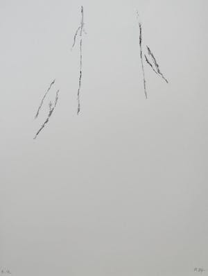 Armando - Der Baum kopen? Bied vanaf 1!