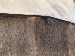 Jacques Gregoire - Frances Di Santa Teresa in Amsterdam kopen? Bied vanaf 750!