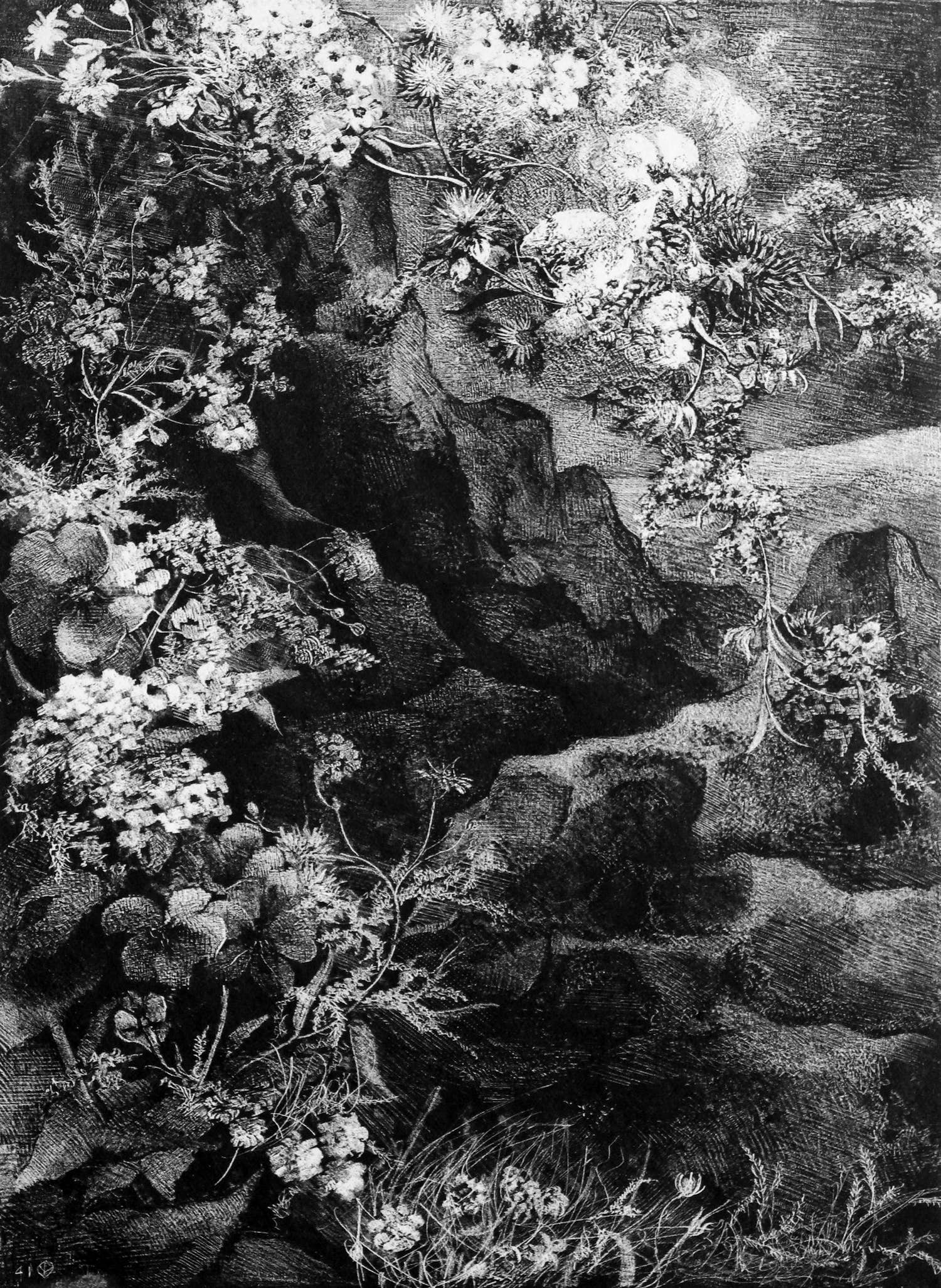 Aart van Dobbenburgh - Z.t. (clematisbloesem over rots) verkocht voor € 35!