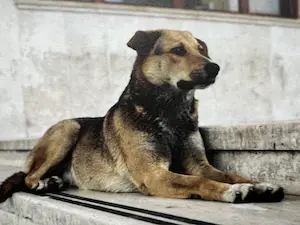 Charlotte Dumas - Palermo | 2006 kopen? Bied vanaf 250!