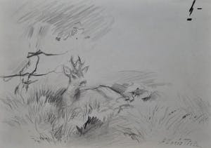 Floris Tiele - 7x diertekening van reeën kopen? Bied vanaf 39!