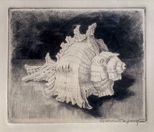 Gerrit de Jong - ets van Murex Ramosus - in lijst kopen? Bied vanaf 35!