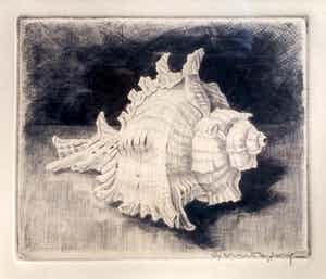 Gerrit de Jong - ets van Murex Ramosus - in lijst verkocht voor € 35!