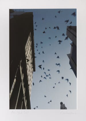 Arthur Martin - Pigeons in the sky / NYC '88 kopen? Bied vanaf 50!