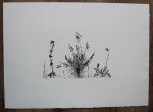 Simon Koene - Ets: Plantensoorten - 1980 kopen? Bied vanaf 45!