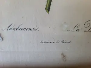 Pierre-Joseph Redoute - Rosa Gallica Aurelianensis ,La Duchesse d'Oreleans kopen? Bied vanaf 20!