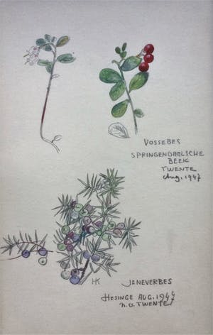 Han Krug - Botanische tekeningen/aquarellen jaren 40/50 kopen? Bied vanaf 45!