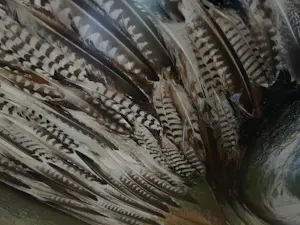 Ger Daniels - Gevederde slang kopen? Bied vanaf 150!