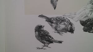 Peter Vos - oude man tussen mussen kopen? Bied vanaf 75!