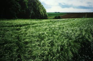 Paul Huf - C-Print, Landbouw - Ingelijst (Zeer groot) kopen? Bied vanaf 1!