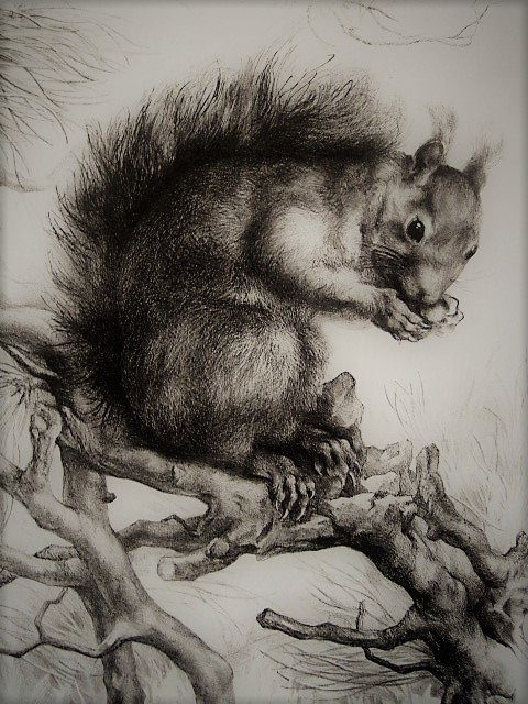 Aart van Dobbenburgh - Groot realistisch Litho "Eekhoorn op boomtak" gesigneerd 1962 kopen? Bied vanaf 1!