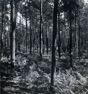 Cas Oorthuys - Montferland - originele foto op bariet-fotopapier kopen? Bied vanaf 50!