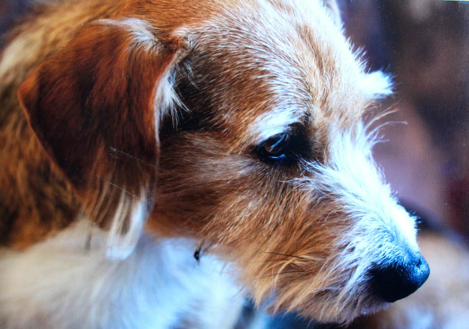 Buy Paul Blanca - C print: "De hond Dreutel"? Bid from 150!
