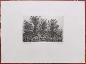 Willem Minderman - Struiken, ets kopen? Bied vanaf 45!