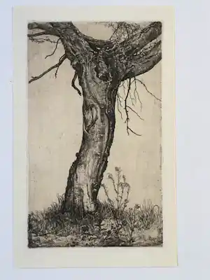 Pieter Dupont - Knotwilg verkauft für € 50!