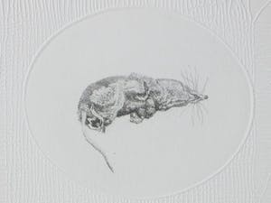 Gerard van Rooy - Spitsmuisjes - Ets met reliëfdruk kopen? Bied vanaf 65!