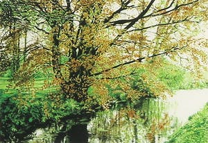 Wanda Werner - Piëzografie, Groningen, rode beuk - Ingelijst kopen? Bied vanaf 1!