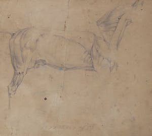 Niet of onleesbaar gesigneerd - Potlood, Anatomie van een paard - Ingelijst kopen? Bied vanaf 10!