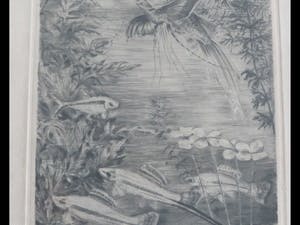 Frans IJserinkhuijsen - Tropische vissen kopen? Bied vanaf 1!