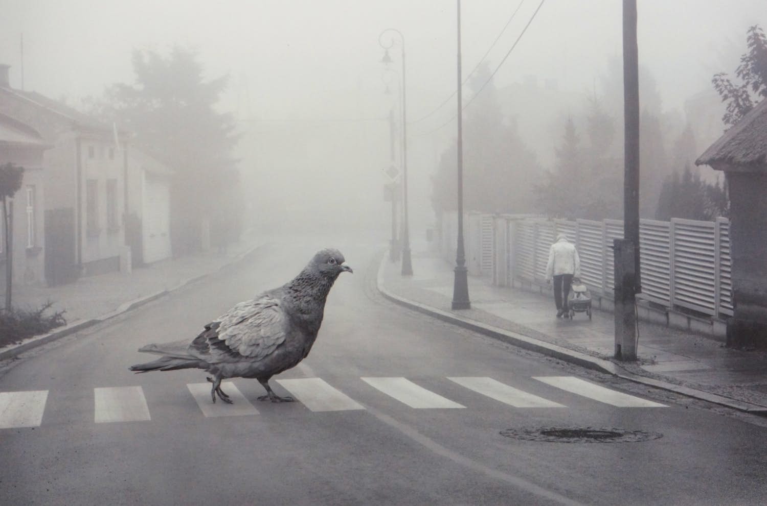 Dariusz Klimczak - 'Birdwalk' (2011) - GRATIS VERZENDING kopen? Bied vanaf 75!