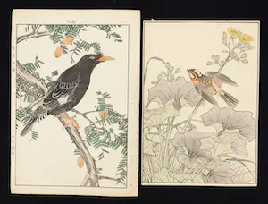 Imao Keinen - Twee Japanse prenten van vogels kaufen? Bieten Sie von 90!