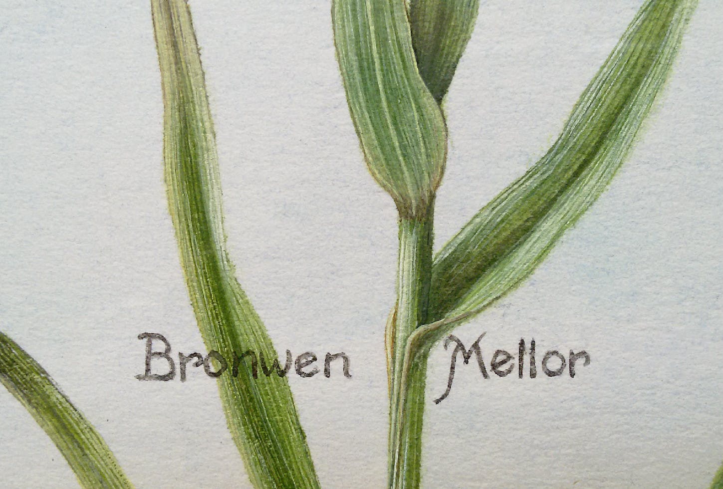 Niet of onleesbaar gesigneerd - Afrikaanse zeearend, gemengde techniek (mooi ingelijst) kopen? Bied vanaf 1!