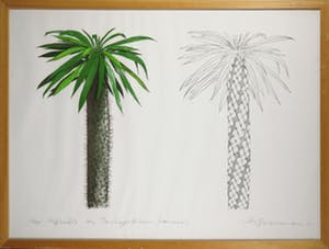 Sjoerd Buisman - Litho, Spirals on pachypodium - Ingelijst (Groot) kopen? Bied vanaf 100!