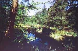 Paul Huf - Foto, Open plek in het woud van Fontainebleau - Ingelijst verkocht voor € 1!