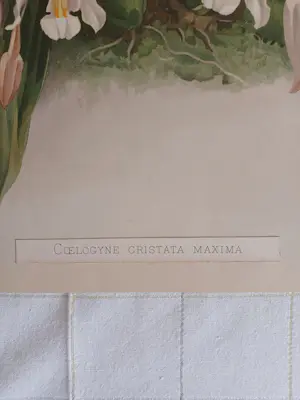 Henry George Moon - Originele Chromolithografie ‘Reichenbachia’ 1888 kopen? Bied vanaf 85!