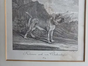 Johann Elias Ridinger - Vier gravures. Jachthonden. Ingelijst. kopen? Bied vanaf 160!