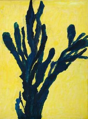 Hans Ebeling Koning - cactus kopen? Bied vanaf 50!