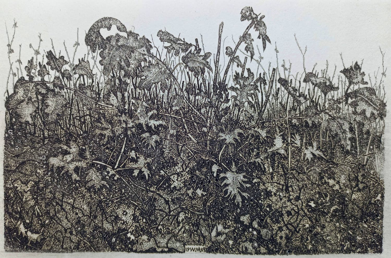 Willem Minderman - Planten, ets kopen? Bied vanaf 45!