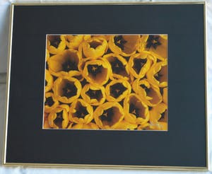 Paul Huf - Foto , Flowers : Gele Tulpen – gesigneerd & ingelijst - 1984 kopen? Bied vanaf 1!