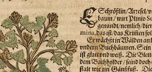 Adam Lonitzer - Handgekleurde houtsnede, Twee pagina's uit het Kräuterbuch kopen? Bied vanaf 1!